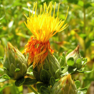 Saflor Faerberdistel Bluete orange Carthamus tinctorius 02
