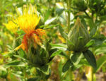 Saflor Faerberdistel Bluete orange Carthamus tinctorius 03