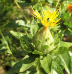 Saflor Faerberdistel Bluete orange Carthamus tinctorius 04