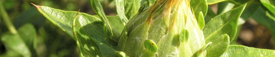 Anklicken um das ganze Bild zu sehen  Saflor Färberdistel Blüte orange - Carthamus tinctorius