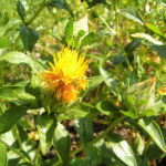 Saflor Faerberdistel Bluete orange Carthamus tinctorius 05