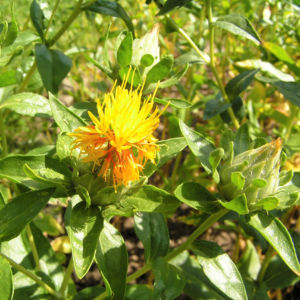 Saflor Faerberdistel Bluete orange Carthamus tinctorius 05