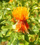 Saflor Faerberdistel Bluete orange Carthamus tinctorius 06