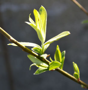 Sal Weide Palmkaetzchen hell gelb Salix caprea 03