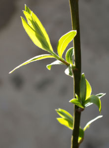 Sal Weide Palmkaetzchen hell gelb Salix caprea 10