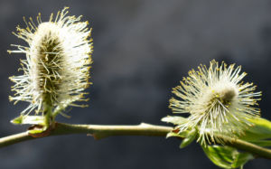 Sal Weide Palmkaetzchen hell gelb Salix caprea 11