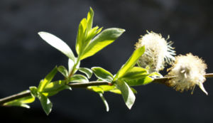 Sal Weide Palmkaetzchen hell gelb Salix caprea 13