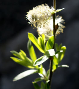 Sal Weide Palmkaetzchen hell gelb Salix caprea 14