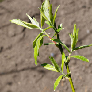 Sal Weide Palmkaetzchen hell gelb Salix caprea 15