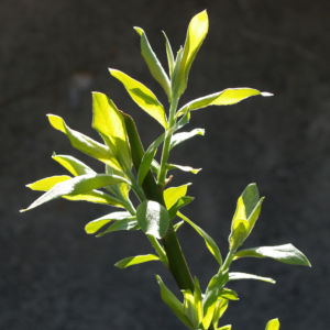 Sal Weide Palmkaetzchen hell gelb Salix caprea 17