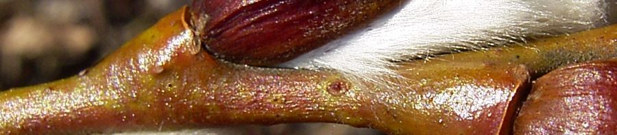 Anklicken um das ganze Bild zu sehen  Sal Weide Palmkätzchen Salix caprea