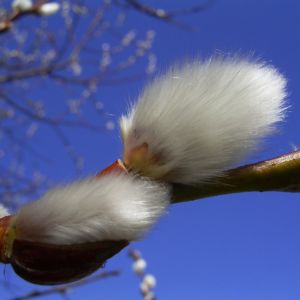 Sal Weide Palmkaetzchen Salix caprea 02