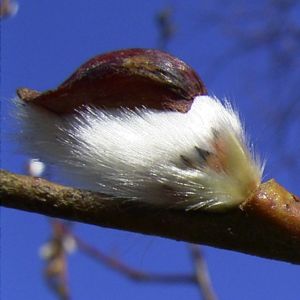 Sal Weide Palmkaetzchen Salix caprea 03