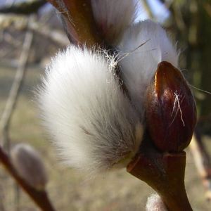 Sal Weide Palmkaetzchen Salix caprea 04