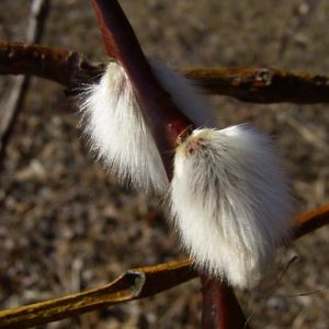 Sal Weide Palmkaetzchen Salix caprea 05