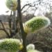 Zurück zum kompletten Bilderset Sal Weide blühend Salix caprea