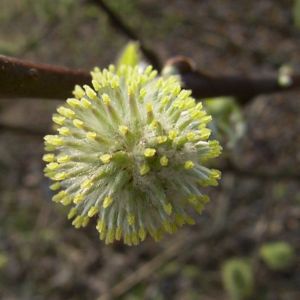Sal Weide bluehend Salix caprea 04