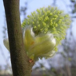 Sal Weide bluehend Salix caprea 06