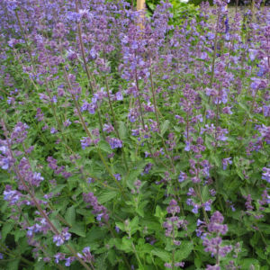 Salbei Bluete lila Salvia 02
