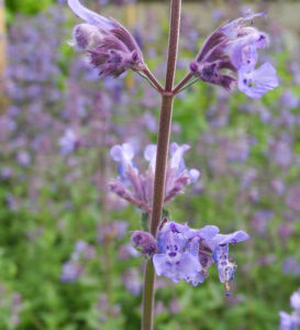 Salbei Bluete lila Salvia 03