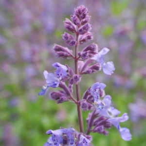 Salbei Bluete lila Salvia 06