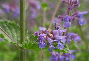 Salbei Bluete lila Salvia 08
