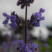 Zurück zum kompletten Bilderset Salbei Blüte lila Salvia