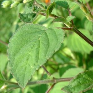 Salbei elegant Salvia elegans 02