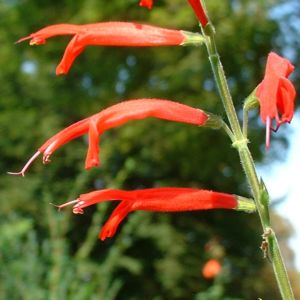 Salbei elegant Salvia elegans 03