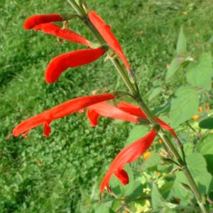 Salbei elegant Salvia elegans 05