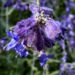 Zurück zum kompletten Bilderset Mehl-Salbei Blatt grün Blüte blau lila Salvia farinacea