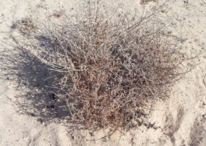 Salsola divaricata Bluete pink Salsola divaricata 01