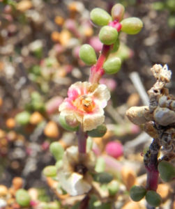 Salsola divaricata Bluete pink Salsola divaricata 07