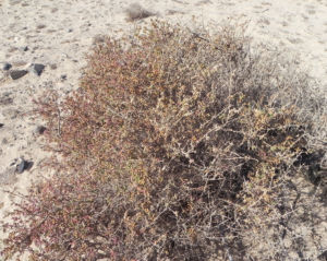 Salsola divaricata Bluete pink Salsola divaricata 10