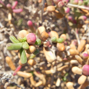 Salsola divaricata Bluete pink Salsola divaricata 11