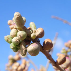 Salsola divaricata Bluete pink Salsola divaricata 12