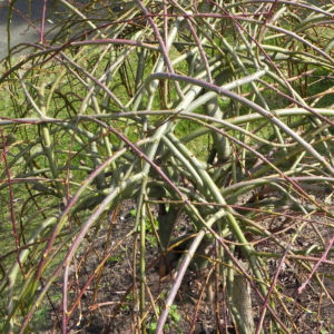 Salweide Aeste Salix caprea 11