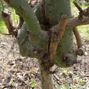 Salweide Aeste Salix caprea 13
