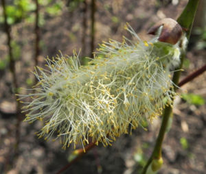 Salweide Bluete hellgelb Salix caprea 14