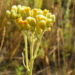 Zurück zum kompletten Bilderset Sand Strohblume Blüte gelb Helichrysum arenarium