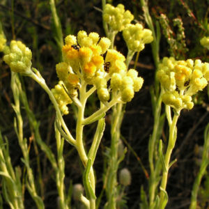 Sand Strohblume Bluete gelb Helichrysum arenarium 06