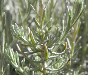 Sand Strohblume silber gruen Knospe Helichrysum arenarium 06