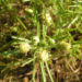 Zurück zum kompletten Bilderset Sand-Wegerich Blüte grünlich Plantago arenaria