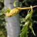 Zurück zum kompletten Bilderset Hängebirke Blatt Frucht grün Betula pendula laciniata