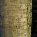 Zurück zum kompletten Bilderset Sandbirke Rinde Stamm weiß Betula pendula