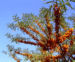 Zurück zum kompletten Bilderset Sanddorn Frucht orange Hippophae rhamnoides