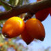 Zurück zum kompletten Bilderset Sanddorn Frucht orange Hippophae rhamnoides