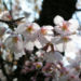 Zurück zum kompletten Bilderset Sargents-Kirsche Berg-Kirsche Baum Blüte weiß Prunus sargentii