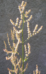 Sauerampfer Samen Stand Rumex acetosa 03