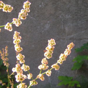 Sauerampfer Samen Stand Rumex acetosa 04